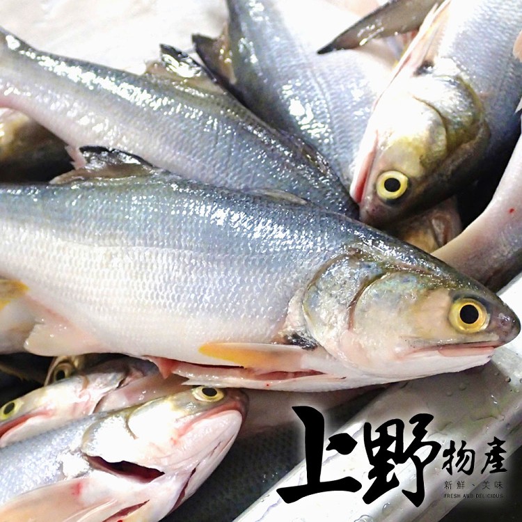 【上野物產】台灣鮮嫩肥美午仔魚 -下單就送福袋