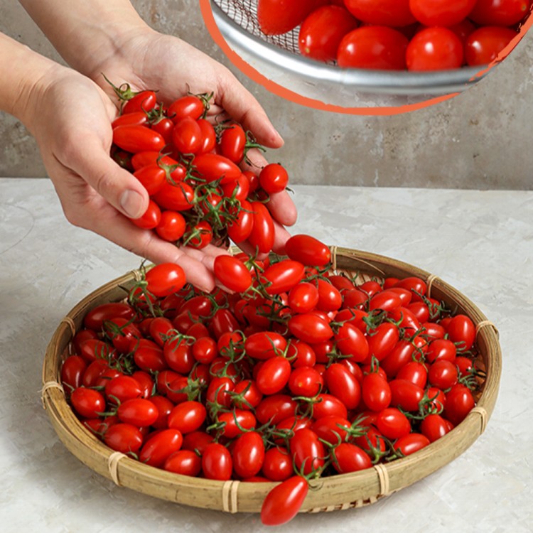 【真美味】鮮採薄皮玉女小番茄