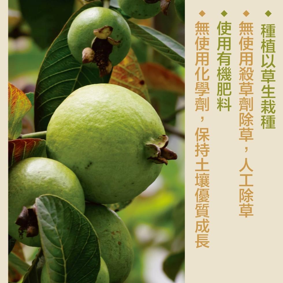 【六龜】六龜產地直送珍珠芭樂-10台斤