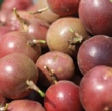 百香果原汁 試吃推廣價500cc裝，每瓶40元