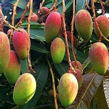 雲林紅金龍芒果