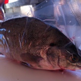 貴妃魚(又稱澳洲銀鱸、金鱒、黑珍珠石斑) 特價：$180