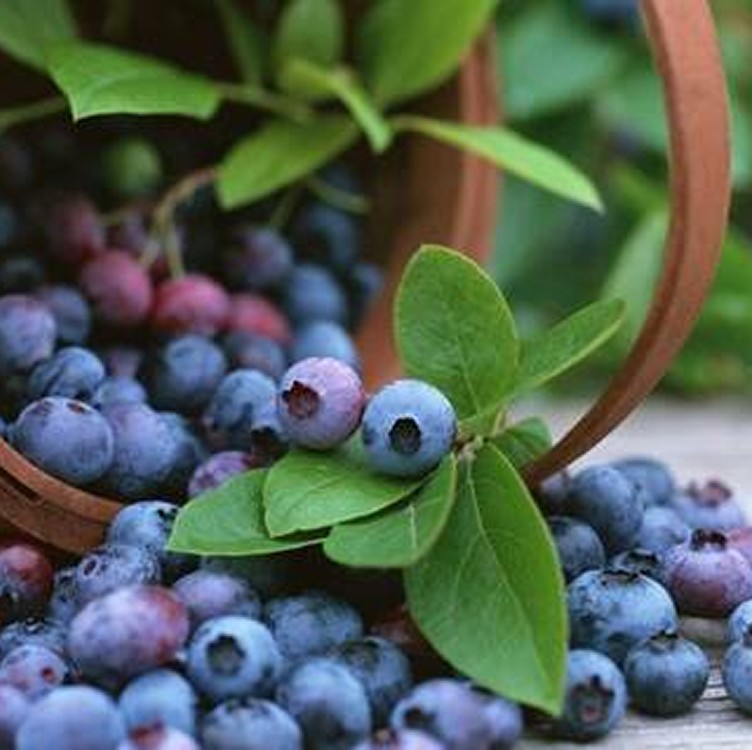 日本ORIHIRO藍莓葉黃素/120顆