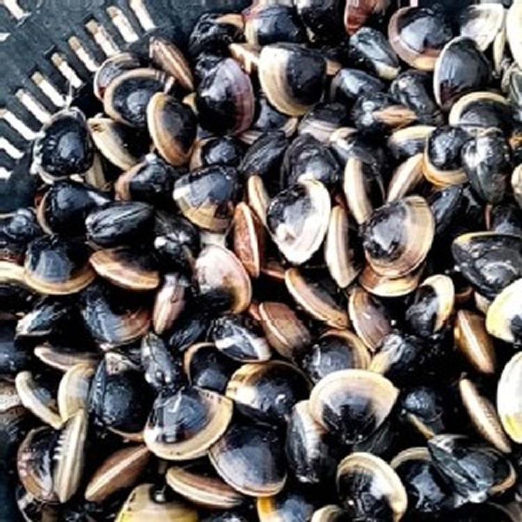 產地直送,台灣蛤蜊