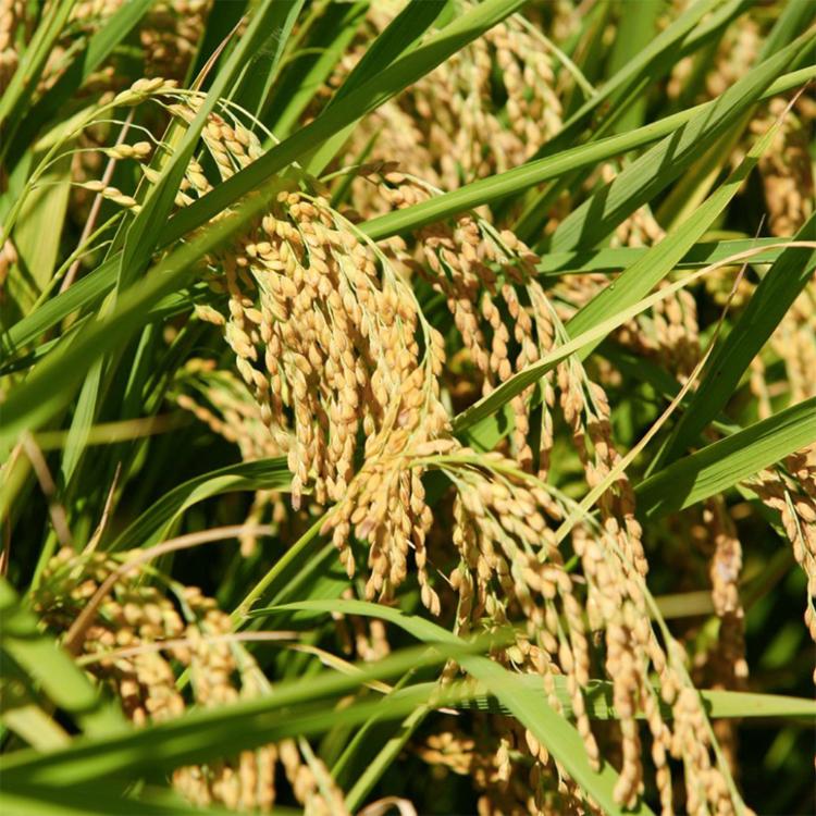 【掌生穀粒】糜咕熬米湯290ml/瓶(原味)