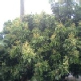 龍眼 團購預定中~8月中旬產期優~