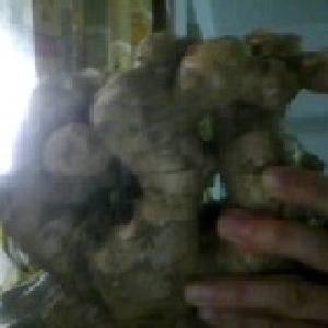 薑母 3斤100元 特價：$40