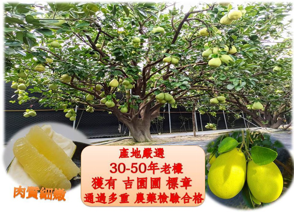 產地嚴選，30-50年老樣，獲有吉園画標章，通過多重農藥驗合格，肉實細黨。