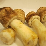 新鮮【巴西蘑菇】 特價：$450