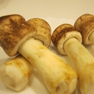 新鮮【巴西蘑菇】