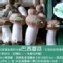 新鮮【巴西蘑菇】
