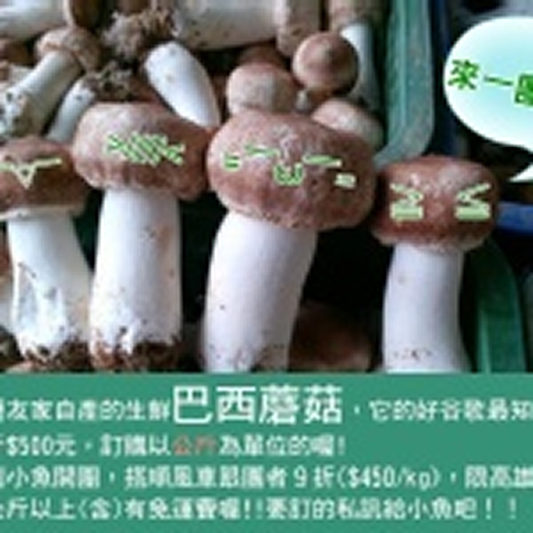 新鮮【巴西蘑菇】