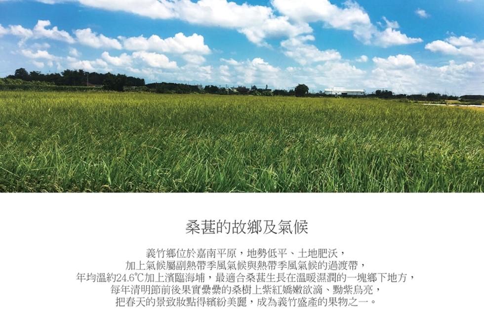 桑甚的故鄉及氣候,義竹鄉位於嘉南平原,地勢低平、、土地肥沃,加上氣候屬副熱帶季風氣候與熱帶季風氣候的過渡帶,年均溫約24.6℃加上濱臨海埔,最適合桑甚生長在溫暖濕潤的一塊鄉下地方,每年清明節前後果實纍纍的桑樹上紫紅嬌嫩欲滴、黝紫烏亮,把春天的景致妝點