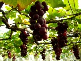 大村鄉網室套袋巨峰葡萄 穿衣服的葡萄不和農藥接觸吃的最安心