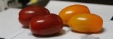 清一口甜小番茄=玉女.金瑩小番茄 橙蜜香小番茄-10斤裝