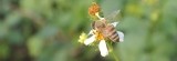 蜂蜜的源頭㊣Sources Honey