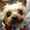 manydogs (11)