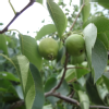 apple551125 (25)