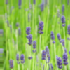Lavender51
