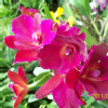 milu0716 (71)