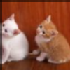 cat12345