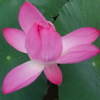 alice0519 (8)